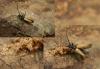 Stictoleptura rubra
